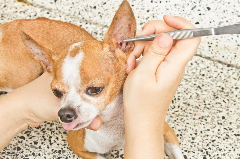 4 Tips To Keep Pets Away From Fleas And Ticks