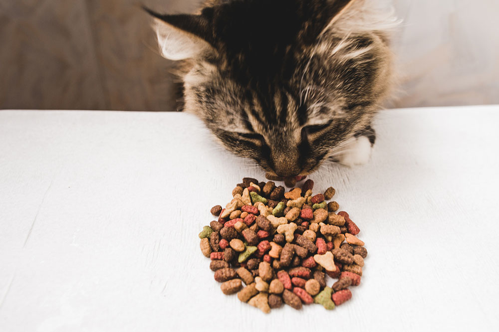 5 Essential Ingredients to Look for in Cat Treats