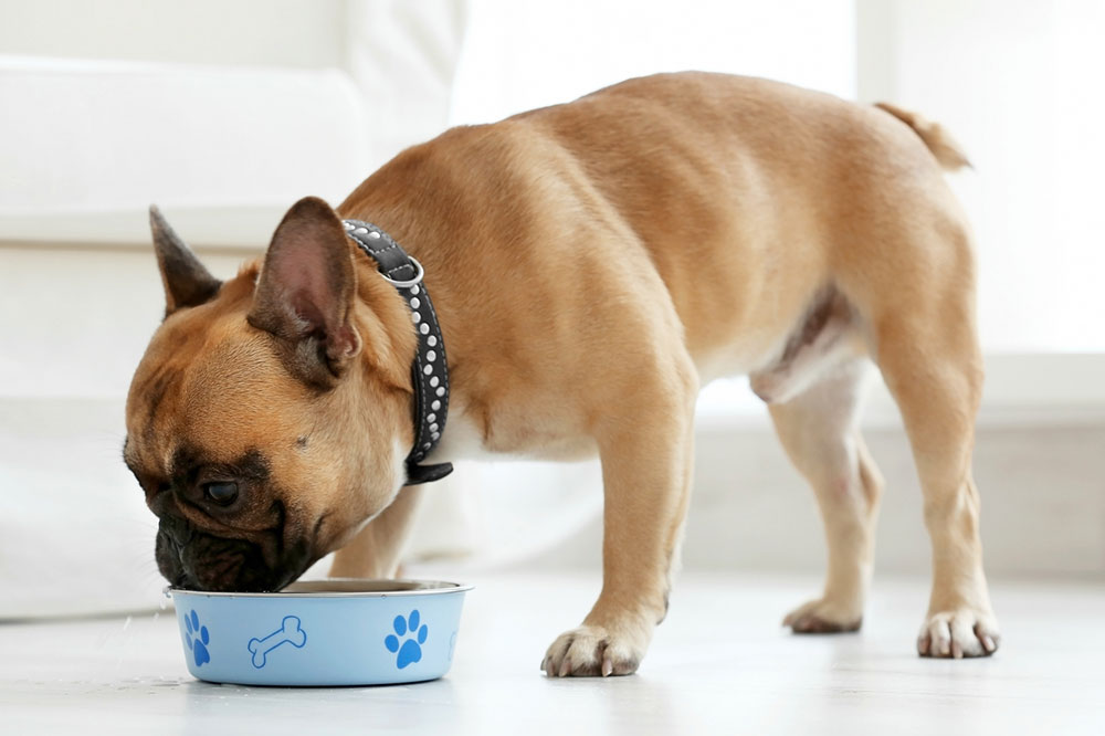 Dietary Tips For Dogs With Food Allergies