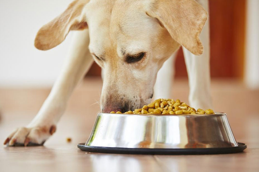 Tips For Choosing Healthy Dog Food